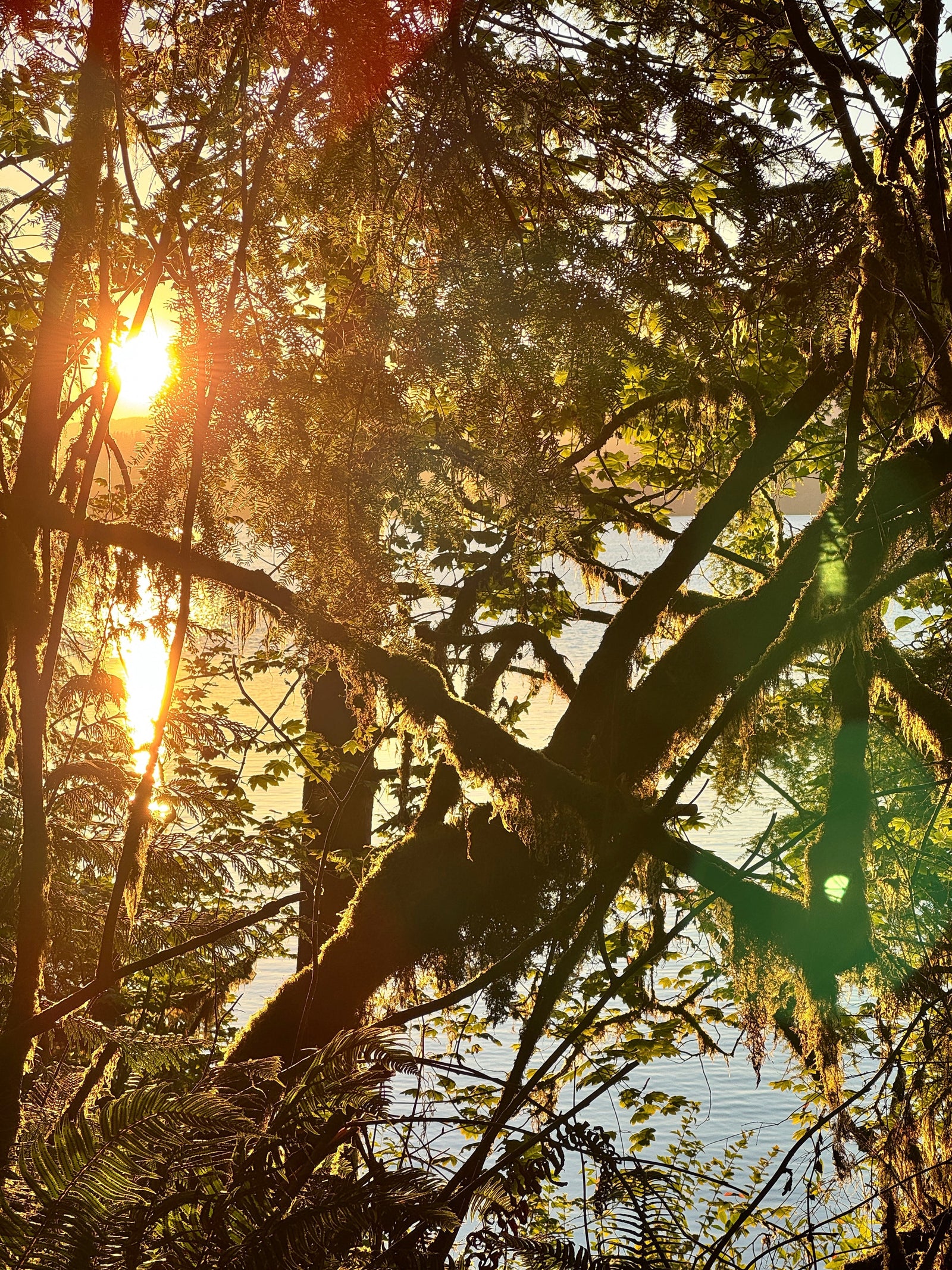 The rainforest is next level.