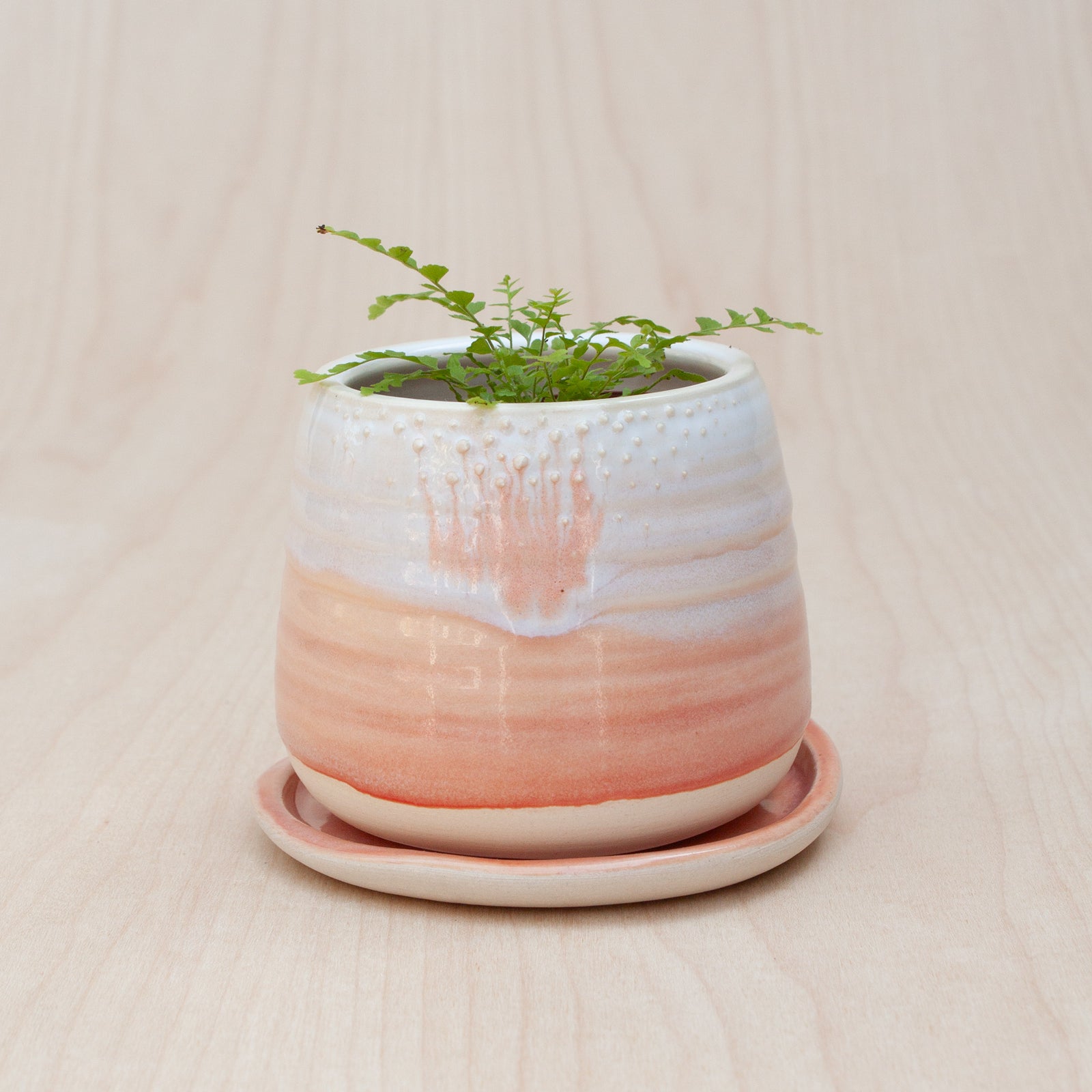 Barnacle Babe Planter in Ojai Sunset